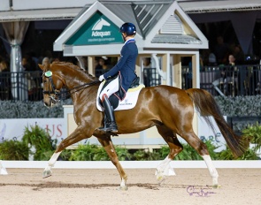 Benjamin Ebeling and Atterupgaards Belafonte in the 2022 Palm Beach Derby Knock Out :: Photo © Sue Stickle