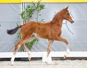 Be my Beauty King (by Bonds x San Amour) :: Photo: Hannoveraner Verband
