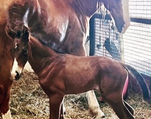 Nintendo Switch, a clone of Charlotte Jorst's Nintendo (by Negro x Monaco)