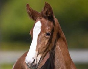 The 2-day old, still nameless foal by Toto Jr out of Deja