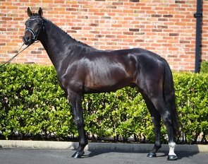 This 3-year old colt by Toto Jr x Desperado x Gribaldi is included in the Bolesworth auction