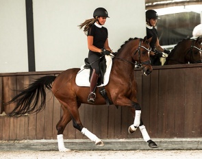 FEI Dressage pony schoolmaster by Hagelkruis Valentijn x Morgenland's Andor