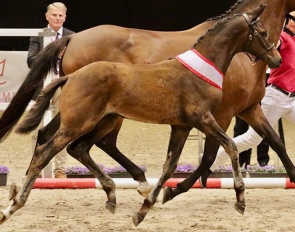 Dream Catcher A, 2022 Danish Warmblood Colt Foal Champion :: Photos © Horsenews.dk