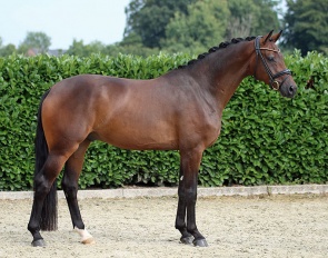 Amicelli, a 5-year old by Apollon x Licotus, is part of the 2022 Rüscher-Konermann Autumn Hybrid Auction