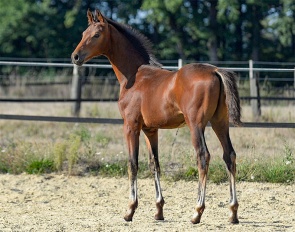 “Glückskeks”, a colt by Galaxy out of a Dimaggio dam line :: Photo © Julia Packeiser