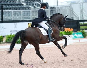 Susan Pape and Harmony Sport Horses' Eclectisch at the 2023 CDI Wellington :: Photo © Sue Stickle