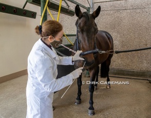 Horse getting noseswab to test for EHV-1 :: Photo © Dirk Caremans - reproduced with permission
