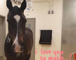 Titanium recovering from his operation at Iowa State University Large Animal Hospital. Get well soon !!