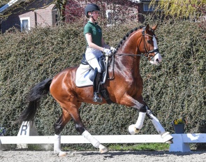 The approved stallion Zubito, a spitting image of his sire Zoom, is one of the highlights of this year's VNDE collection
