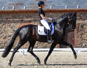 Susanne Barnow qualified two 7-year old horses for the next round. Here she is riding Åtoftens Dancing Memory :: Photo © Ridehesten