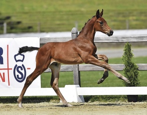 For Diro F (by For Romance x De Niro) is part of the Oldenburg elite foal auction collection