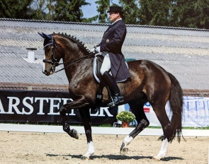 Peter Strasser on Deela Mae (by De Niro) which became an international FEI horse for Caroline Bonde and Mathilde Hannell