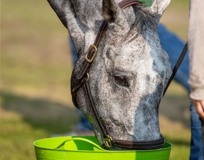 Horse drinking :: Photo © Dirk Caremans