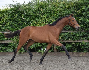 Tambatini, British Hanoverian Foal of the Year 2022 - now a yearling