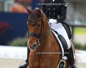 Duisenberg, under Jessica Süss, at the 2018 CDI Hagen :: Photo © Astrid Appels