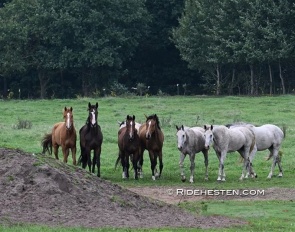 Horses at Viegaard stud :: Photo © Ridehesten