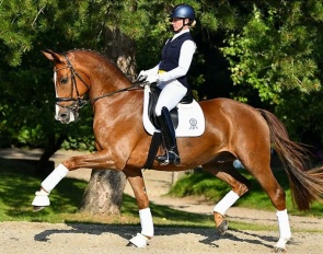 The 5-year old Oldenburg gelding Fanjolo (by Foundation x San Amour)