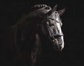 Haras de Malleret's foundation stallion Danciano de Malleret (by Dancier x Rotspon)