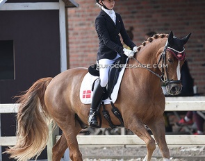 Laura Hagerup and Cake Royal at their CDI debut in 2022 in Sint-Truiden, Belgium :: Photo © Astrid Appels