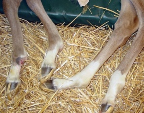 Fragile Foal Syndrome :: Photo © Laboklin