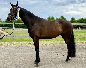 Finest Simple, High Scorer at the 2023 Hanoverian Mare Show in the 3-yo group in Denmark