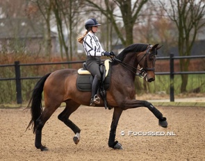 Milena Aubry and her home-bred rising 7-year old Lombard :: Photo © Anniek van Schaick / Focussed.nl