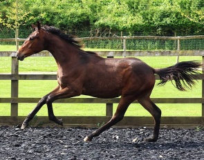 Yearling Filly by Total Diamond x Rubin Cortes