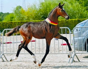 Boomer GJ is dressage colt champion at the 2024 Belgian Warmblood Foal Championships :: Photo © BWP Dressuur