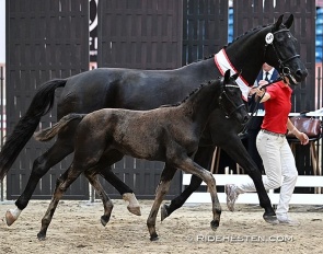 Terpling's Dream-Star became the dressage colt champion at the 2024 DWB Foal Championship :: Photo © Ridehesten