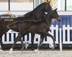 Unicorn Evora JVDS (St.Schufro x Governor)