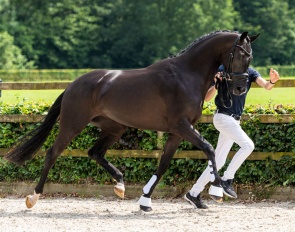Rose Vurona SRV (by Blue Hors Livius x Wynton) 