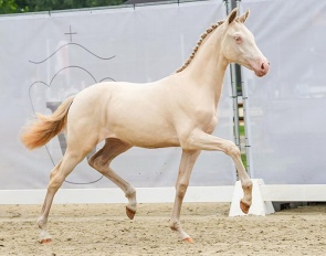 Golden Angel B (by Gold Garant x Pilatus) 