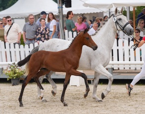 Vinicius VS (by Viva Vitalis x Secret) :: Photo © Recki