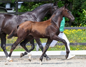 Una Diva M (by Las Vegas x Hennessy) is in the Starsale Auction Collection
