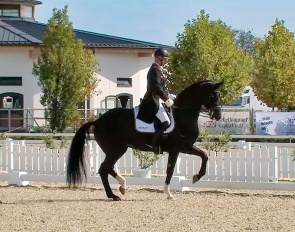 Peter Gmoser and Dante's Daiquiri at the 2024 Austrian Dressage Championships