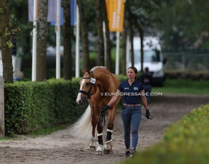 Minna Telde walking her Swedish warmblood palomino Zucchero at the 2024 World Young Horse Championships :: Photo © Astrid Appels