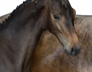 Unlimited Game (by Easy Game x Flemmingh), the full brother to Dutch Olympic team horse Hermes