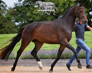 Raffa Royal, a 4-year old gelding by Rubin Royal out of Woodlander Farouche