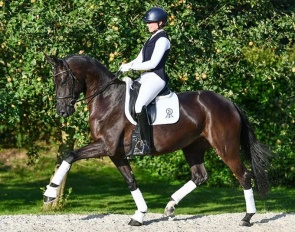 Die Ballerina, a 4-year old Oldenburg mare by Delatio x Dimaggio x Pik Pavarotti)