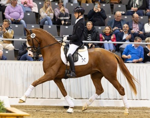 Sunshine (by Secret x Royal Blend) :: Photo © Hannoveraner Verband
