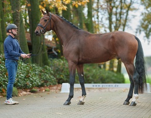 Colt by Zoom x Furst Nymphenburg 