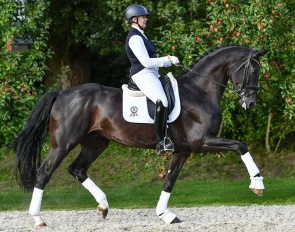 Fiador (by Feinrich x Breitling x Freiherr)