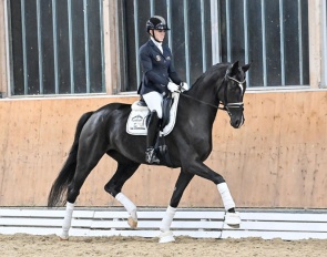 Sezantine PS  (by Sezuan x Sir Donnerhall x Don Davidoff) 