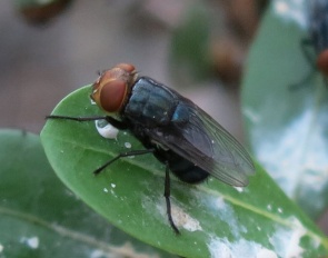 An adult screwworm fly :: Photo © USDA