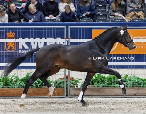 Sunshine (by Total McLaren x Apache x Tango) at the 2025 KWPN Stallion Licensing :: Photo © Dirk Caremans