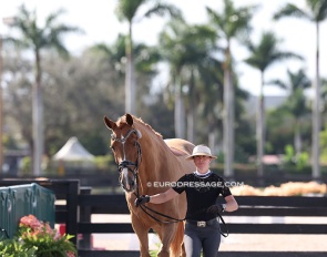 Molly Maloney and Krates trotting up at the horse inspection for 2025 CDI-W Wellington 5 :: Photo © Astrid Appels