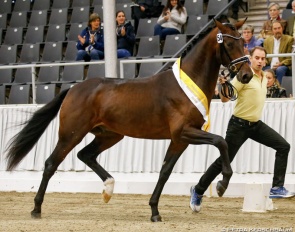 Confess Color (by Cadeau Noir) at the 2019 Hanoverian Stallion Licensing :: Photo © Petra Kerschbaum