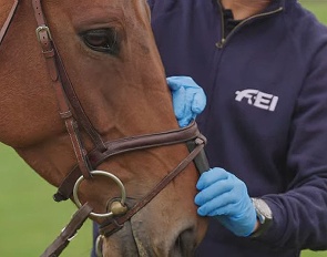 The steward needs to be able to pull through the device underneath the noseband on the nasal bone