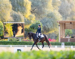 Royal Stables in Abu Dhabi
