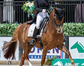 Belinda Trussell and Quincy in the Developing PSG Horse class at the 2025 CDI Wellington :: Photo © Sue Stickle